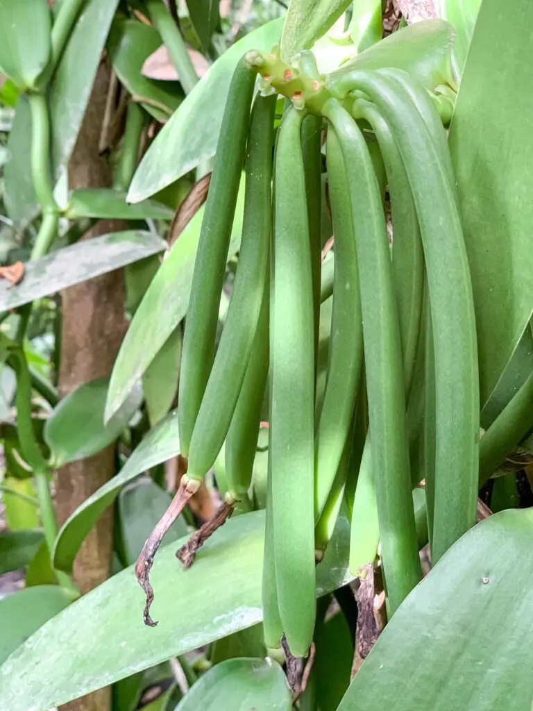 VANILLA TAHITENSIS - Image 2